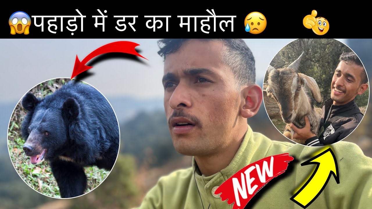  खूँखार भालू का आतंक 🤯!! पहाड़ो में मची हा हा कार 🥵 #phadilifestyle #youtube #vlog 