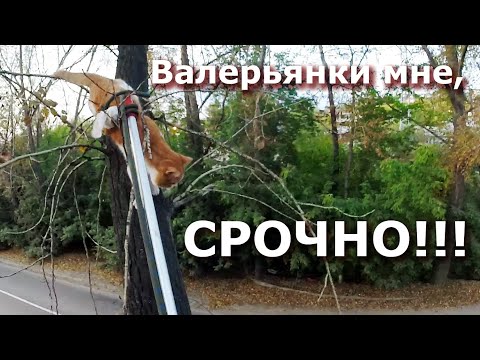 Кот на дереве и валерьянка