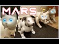 aibo meets MARSCAT [ hands on! ]