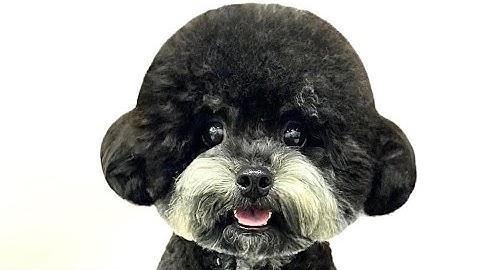 Tại Sao Phải Cạo Lông Máu Các Bé Poodle? TiemThuCungNhaLua