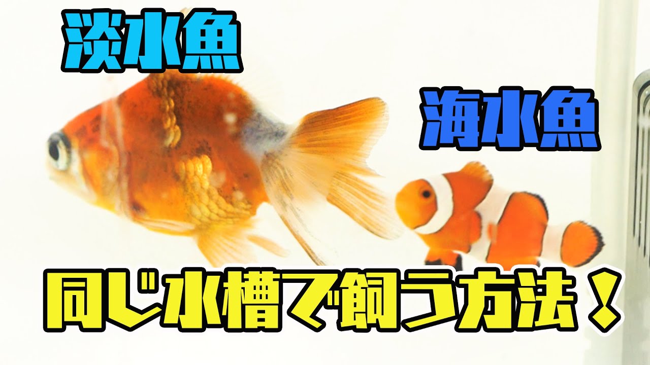 アオイソメ 青イソメ の長期飼育 保存法ー東大生が論文に基づき解説 初心者も簡単 Youtube