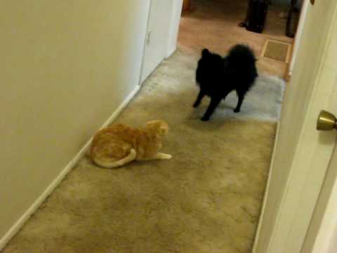 do pomeranians get along with cats