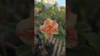 Rosa Do Deserto amiley  #plantas #flores #bonsai