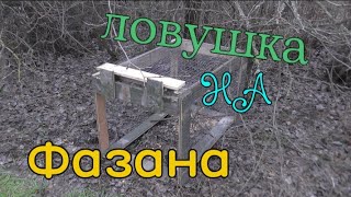 Ловушка на фазана типа клетка. Как сделать ловушку. Охота на фазана.