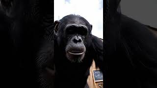 Worry Wick Reacts to World Reset #vlog #chimpanzee #veo3 #blackout #crypto