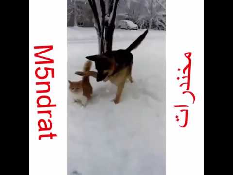 اوسخ من كدا ما فيه هههههههه