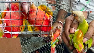 Hyper Red Pineapple Conure🔥🦜|| New Member For Rajdip Aviary ❤️🦜 screenshot 1