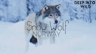 Snow Wolf Stock Footage Deep Into Wild