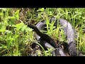 Амурский полоз / Russian rat snake (2023)