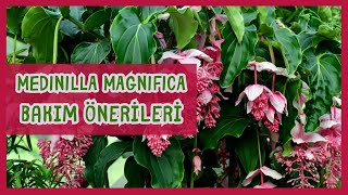 MEDINILLA MAGNIFICA / MEDİNE GÜLÜ YETİŞTİRME KLAVUZU