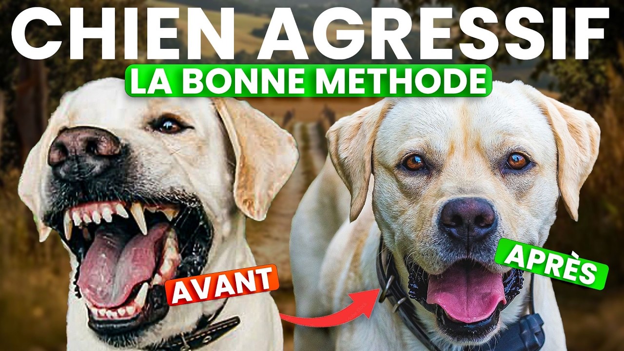 Rééduquer un chien AGRESSIF : les SEULES méthodes qui fonctionnent (et celles à fuir) !