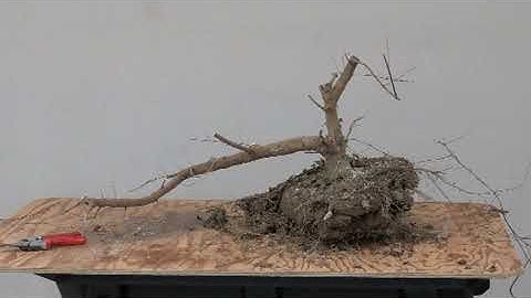 Styling a Unique Trident Maple