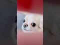【この可愛さ捕まえて♡】#チワワ #chihuahua #billieeilish #可愛い #人気曲 #チワワちゃん #癒し #cutedog #fyp #foryou