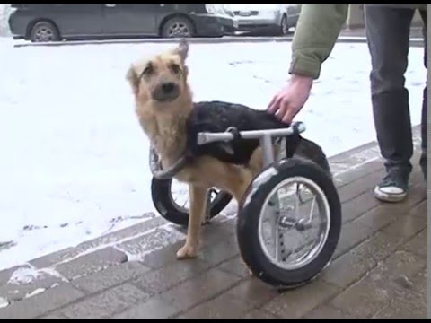 Помощь бездомным животным