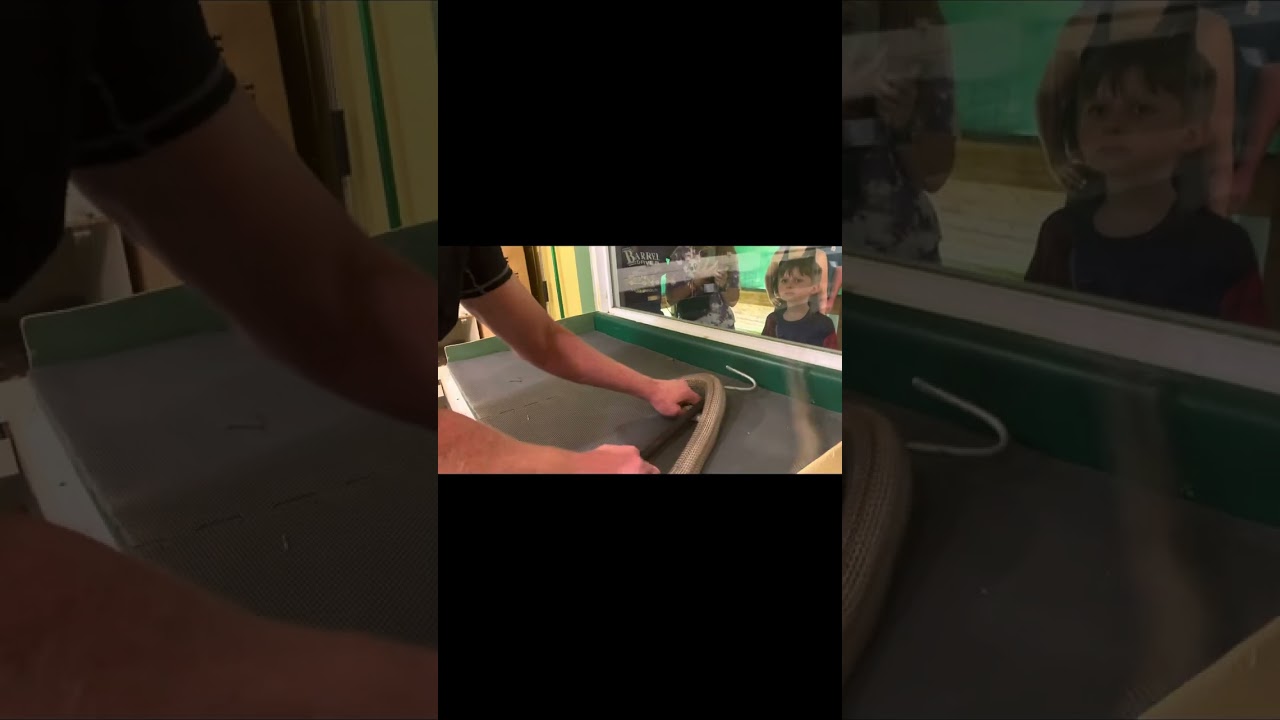 Monocled cobras - venom extractions