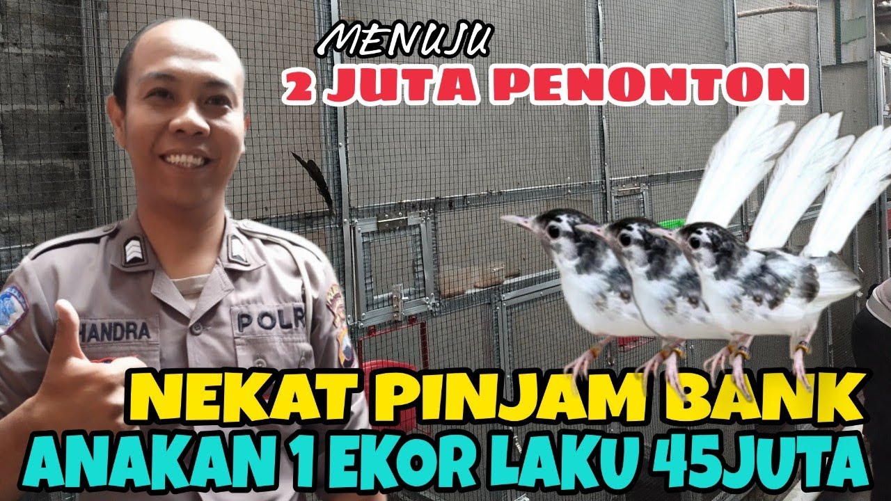 Brigadir Candra - tekuni ternak murai batu bahkan hasil ternaknya laku sampai vietnam