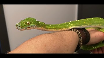 Green Tree Python at Zoopark Vilnius