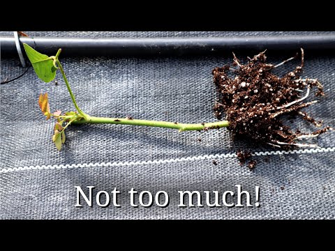 Video: Hebben plantenstekken licht nodig?