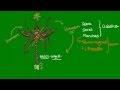 Dengue - Parasitologia - Biologia