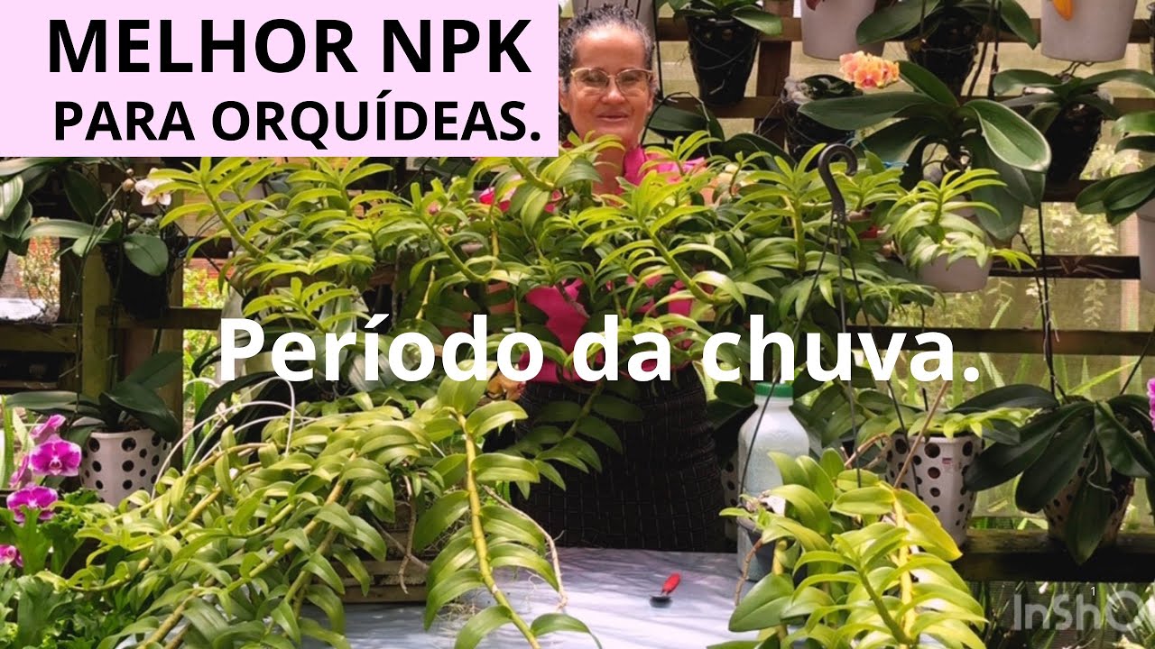 Qual é o melhor adubo para as orquídeas no período da chuva? 