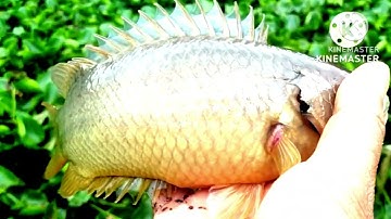 Câu cá rô đồng cở lớn con kênh không tên @chuachactv