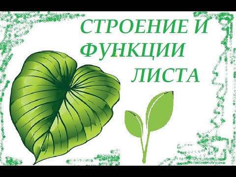 Строение листа