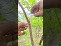 inserting the orange chili pepper inside the brown tree branch using the bare hand in the outdoor