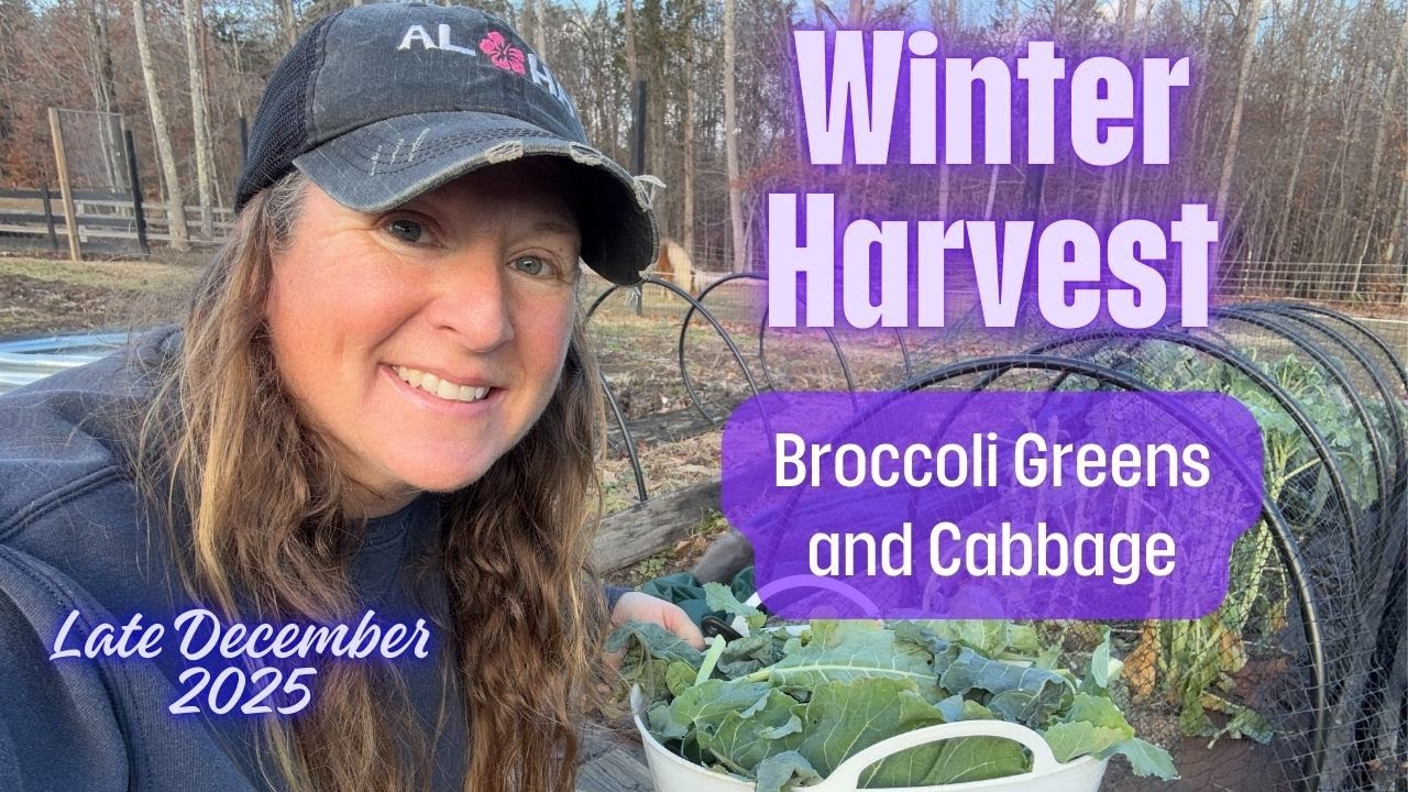 Late December Harvest