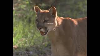 Mountain Lion vs Grizzly Bear Fight