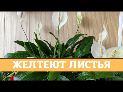 Женское счастье (спатифиллум) желтеют листья, причины