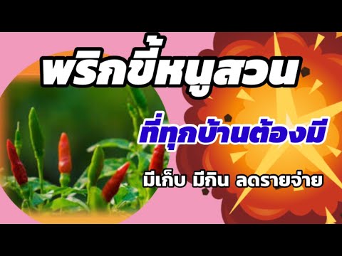 199/ เพาะ..ชำ..ปลูก พริกขี้หนูสวน..แบบง่ายๆที่ทุกบ้านควรมี / Paprika /ตั้มเกษตรพอเพียง เกษตรมือใหม่