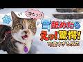 猫が冷たい雪を舐めると、驚いてどんな顔になるのかな?
