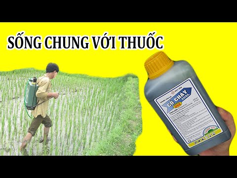 Video: Xử lý cây bị ảnh hưởng bởi thuốc diệt cỏ: Đối phó với thương tích do thuốc diệt cỏ trên cây