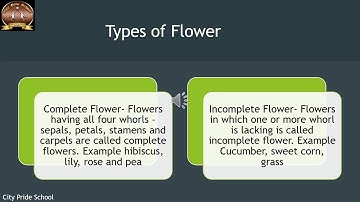 Class 6- Science - Video - Plants Form and Function 6
