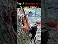 Woodpeckers vs Everything 🪵💥