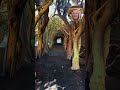 Step Into This Whimsical Tree Tunnel #aesthetic #hidden #wanderlust