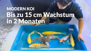 Makoto measures Alex's indoor-bred Jumbo Tosai | Modern Koi Blog #7659