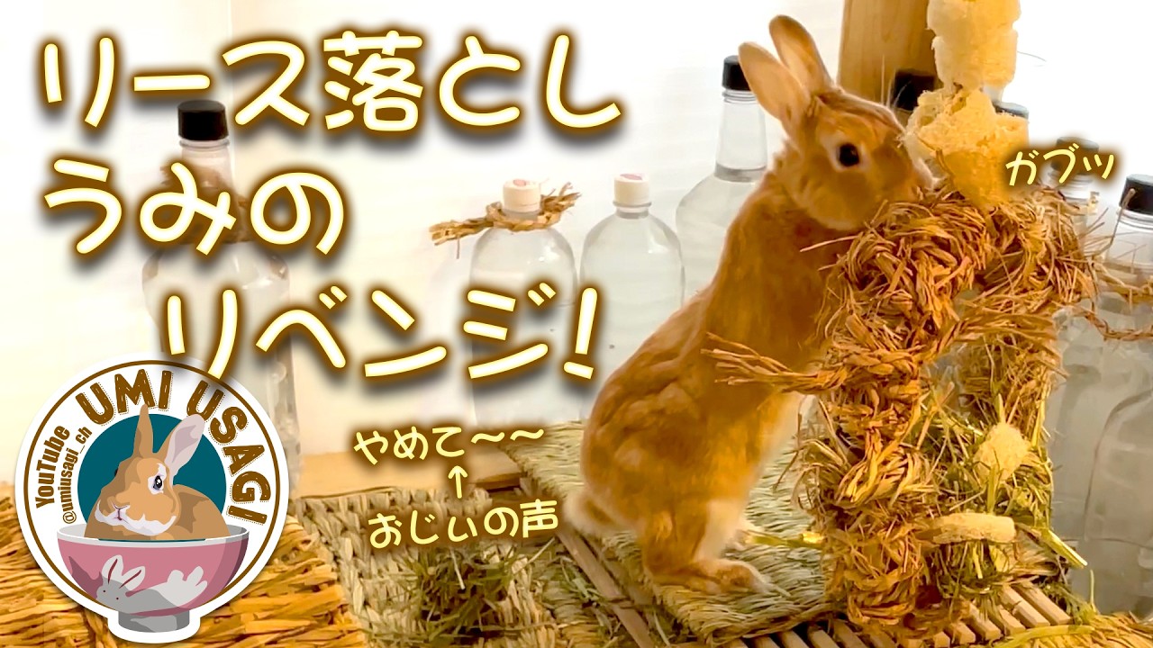 Umi the Rabbit's Wreath-Dropping Revenge! I won't lose! ~Toy
