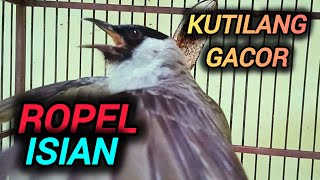 KUTILANG GACOR ROPEL ISIAN COCOK UNTUK MASTERAN