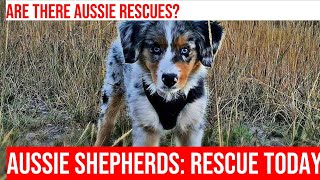 Rescuing Australian Shepherds: Finding a New Home for Your Best Friend