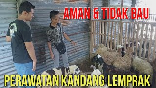 PANDUAN PERAWATAN KANDANG LEMPRAK YANG AMAN UNTUK TERNAK DOMBA, TIDAK BAU DAN SEHAT