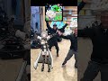 TOSのカメラマンも!?🎶VAVAVA!バーチャル大分踊ってみた!#白銀ノエル