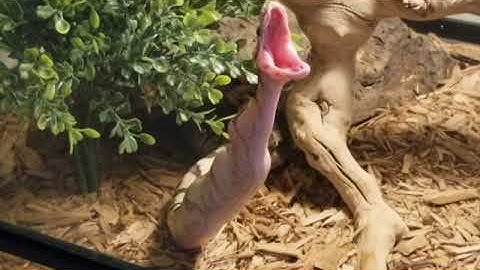 Valea the Fire bee Ball Python feeding time!