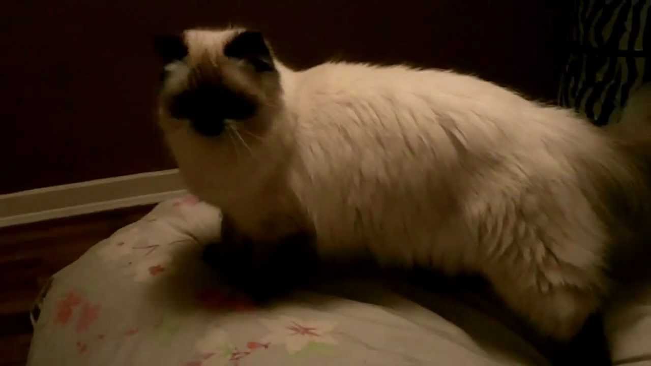 chinchilla himalayan cat