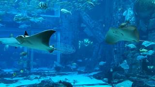 Atlantis dubai aquarium: the lost ...