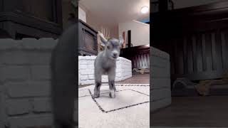 Cabritinhos fofos #animais #cabritinho #animaisengraçados #pets