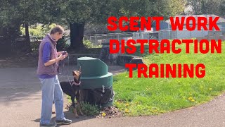 How to Train Your Dog to Search for Scent Work Odors With Distractions