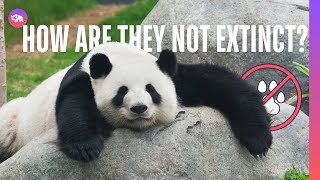 ULTIMATE Cute and Clumsy Panda Compilation!!