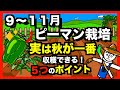 【ピーマン】実は秋が本番!! 9〜11月の収穫量を引き上げる栽培テクニック【アニメでわかる家庭菜園解説】