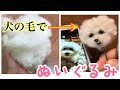 犬の毛でぬいぐるみ　ビションフリーゼ のましゅまろくん